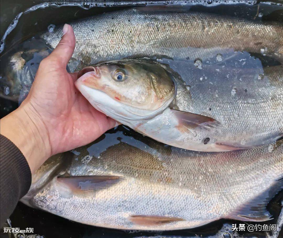 最简单钓鲢鳙自制饵料配方(自制简单鲢鳙饵料方法)-图片1